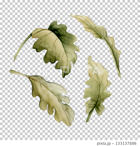 Green flower leaves set. Botanical plants. Watercolor hand drawn floral illustration isolated on white background for wedding design cozy home textile cosmetic package porcelain crockery fresh fabric Green flower leaves set. Botanical plants. Watercolor hand drawn floral illustration isolated on white background for wedding design cozy home textile cosmetic package porcelain crockery fresh fabric 133137886