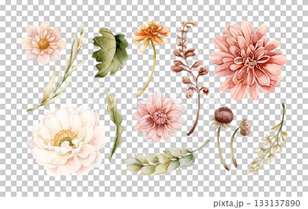 Autumn flowers leaves set. Fall plants Dahlia Chrysanthemum Zinnia. Watercolor hand drawn floral illustration isolated on white background for wedding home textile cosmetic package porcelain crockery Autumn flowers leaves set. Fall plants Dahlia Chrysanthemum Zinnia. Watercolor hand drawn floral illustration isolated on white background for wedding home textile cosmetic package porcelain crockery 133137890