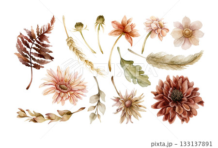 Autumn flowers leaves set. Fall plants Dahlia Chrysanthemum Gerbera. Watercolor hand drawn floral illustration isolated on white background for wedding home textile cosmetic package porcelain crockery Autumn flowers leaves set. Fall plants Dahlia Chrysanthemum Gerbera. Watercolor hand drawn floral illustration isolated on white background for wedding home textile cosmetic package porcelain crockery 133137891