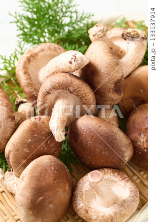 ざるに盛った椎茸 133137914