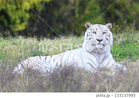 ホワイトタイガー ホワイトタイガー 133137993