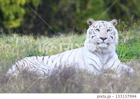 ホワイトタイガー 133137994