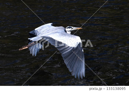 シラサギ 柏尾川 シラサギ 柏尾川 133138095