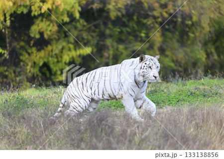 ホワイトタイガー 133138856