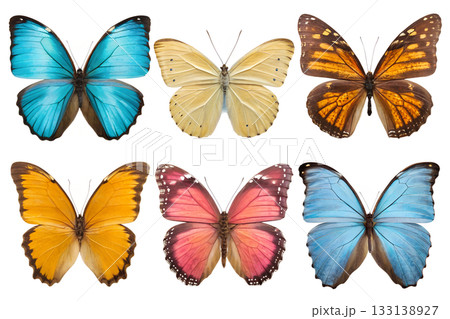 Vibrant collection of colorful butterflies, including monarch and blue morpho species, isolated on transparent background for easy design use Vibrant collection of colorful butterflies, including monarch and blue morpho species, isolated on transparent background for easy design use 133138927