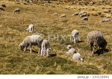 Herd of sheep grazing in the mountains Herd of sheep grazing in the mountains 133138991