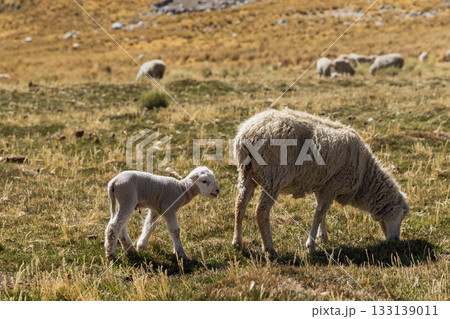 Herd of sheep grazing in the mountains Herd of sheep grazing in the mountains 133139011