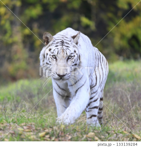 ホワイトタイガー ホワイトタイガー 133139284