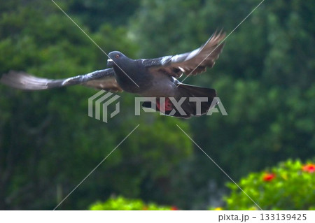 翼を広げるハト 翼を広げるハト 133139425