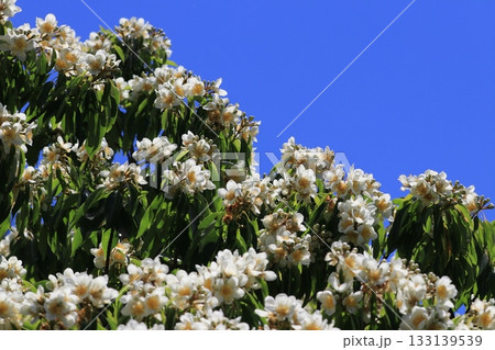 青空とイジュの花　やんばるの初夏 133139539