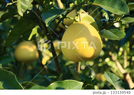 エガミブンタンの大きな実　大きなザボンの実 133139540