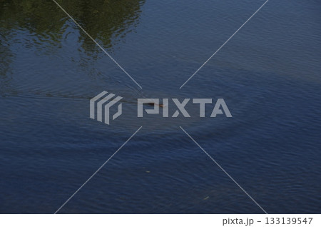 泳ぐヌートリアを避ける魚群 133139547