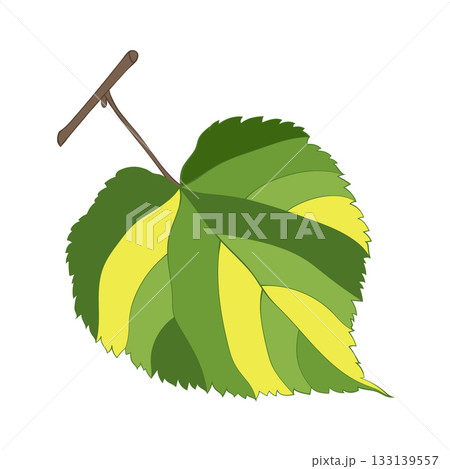 Hand-drawn green-yellow lime-tree single leaf on transparent background. Hand-drawn green-yellow lime-tree single leaf on transparent background. 133139557