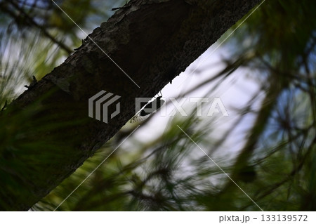 夏の終わりに鳴くセミ 夏の終わりに鳴くセミ 133139572