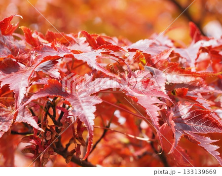 紅葉したカエデの葉 紅葉したカエデの葉 133139669