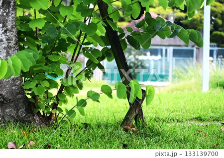 オオバナソシンカの木洩れ日 オオバナソシンカの木洩れ日 133139700