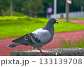ウオーキングコースのハト 133139708