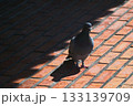 日向のタイルへ出るハト 133139709