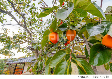 【山梨県】農家の庭先に生った百目柿 133139716