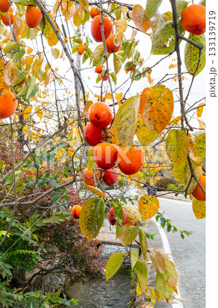 【山梨県】農家の庭先に生った百目柿 133139719