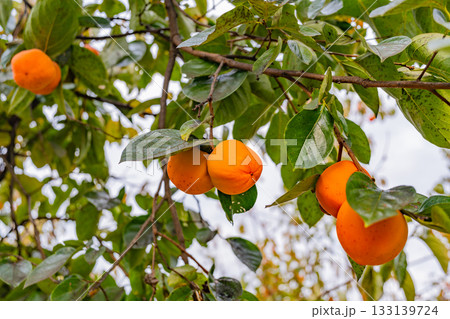 【山梨県】農家の庭先に生った百目柿 【山梨県】農家の庭先に生った百目柿 133139724