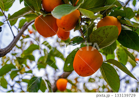 【山梨県】農家の庭先に生った百目柿 133139729
