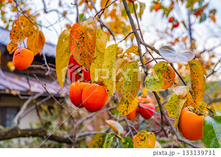 【山梨県】農家の庭先に生った百目柿 133139731
