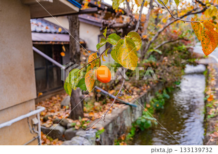 【山梨県】農家の庭先に生った百目柿 【山梨県】農家の庭先に生った百目柿 133139732