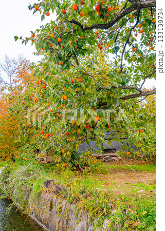 【山梨県】農家の庭先に生った百目柿 133139734