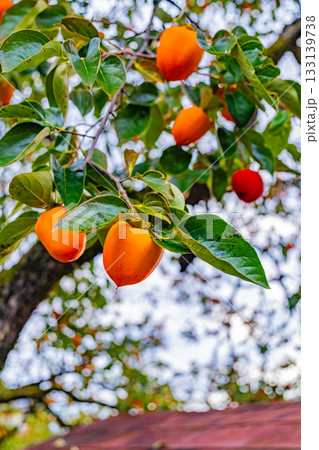 【山梨県】農家の庭先に生った百目柿 133139738