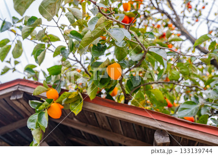 【山梨県】農家の庭先に生った百目柿 133139744