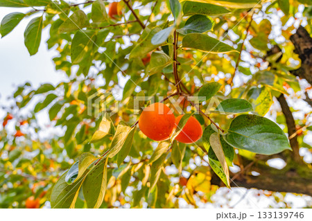 【山梨県】農家の庭先に生った百目柿 【山梨県】農家の庭先に生った百目柿 133139746
