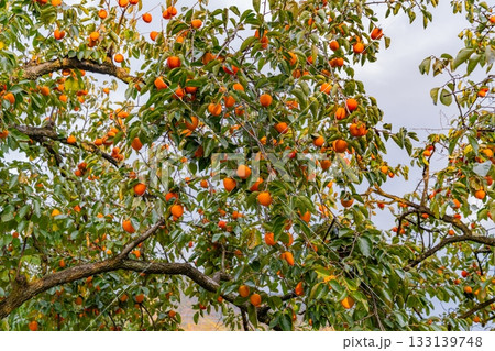 【山梨県】農家の庭先に生った百目柿 【山梨県】農家の庭先に生った百目柿 133139748