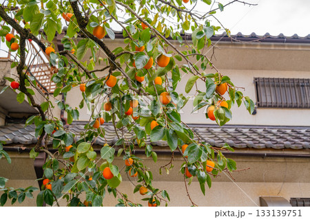 【山梨県】農家の庭先に生った百目柿 133139751
