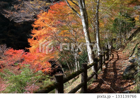 瀬戸川渓谷　彩る秋の散策路　（高知県　土佐町） 133139766