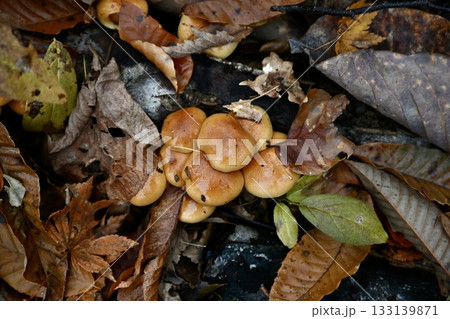 原木なめこ 原木なめこ 133139871