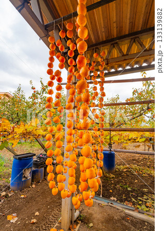 【山梨県】ころ柿の里　ころ柿の天日干し 133139882