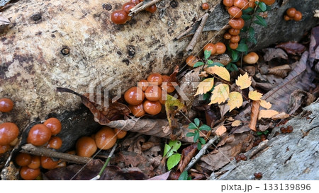 原木なめこ 133139896