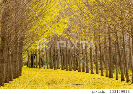 北海道　イチョウ並木 133139938