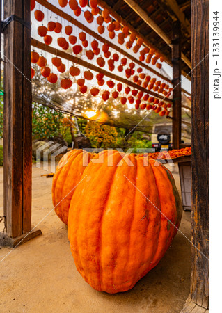 【山梨県】枯露柿の里　ころ柿の天日干しと大きなカボチャ 133139944