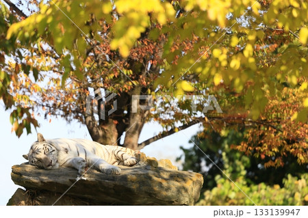 ホワイトタイガー ホワイトタイガー 133139947