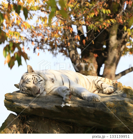 ホワイトタイガー 133139951