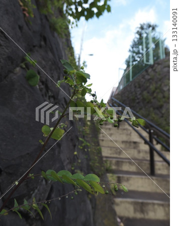 都市の階段と石垣に咲く小さな草花 133140091