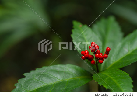 多摩自然遊歩道の菅馬場特別緑地保全地区付近で実るセンリョウの写真 133140313