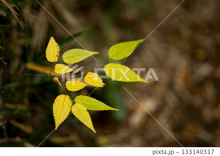 秋の多摩自然遊歩道のケヤキの葉の黄葉の写真 133140317