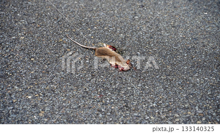 ねずみの轢死体 133140325