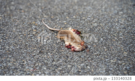 ねずみの轢死体 133140328