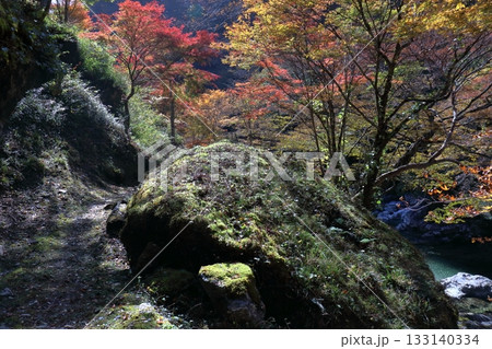 苔生した岩と紅葉 瀬戸川渓谷 (高知県 土佐町) 苔生した岩と紅葉 瀬戸川渓谷 (高知県 土佐町) 133140334