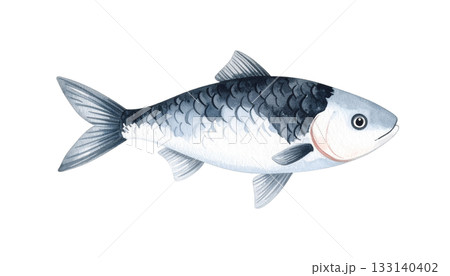 魚の水彩イラスト素材 133140402