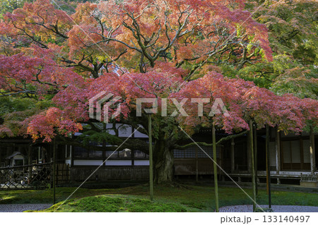 秋の色に染まりはじめた雷山千如寺大悲王院(福岡県糸島市) 秋の色に染まりはじめた雷山千如寺大悲王院(福岡県糸島市) 133140497